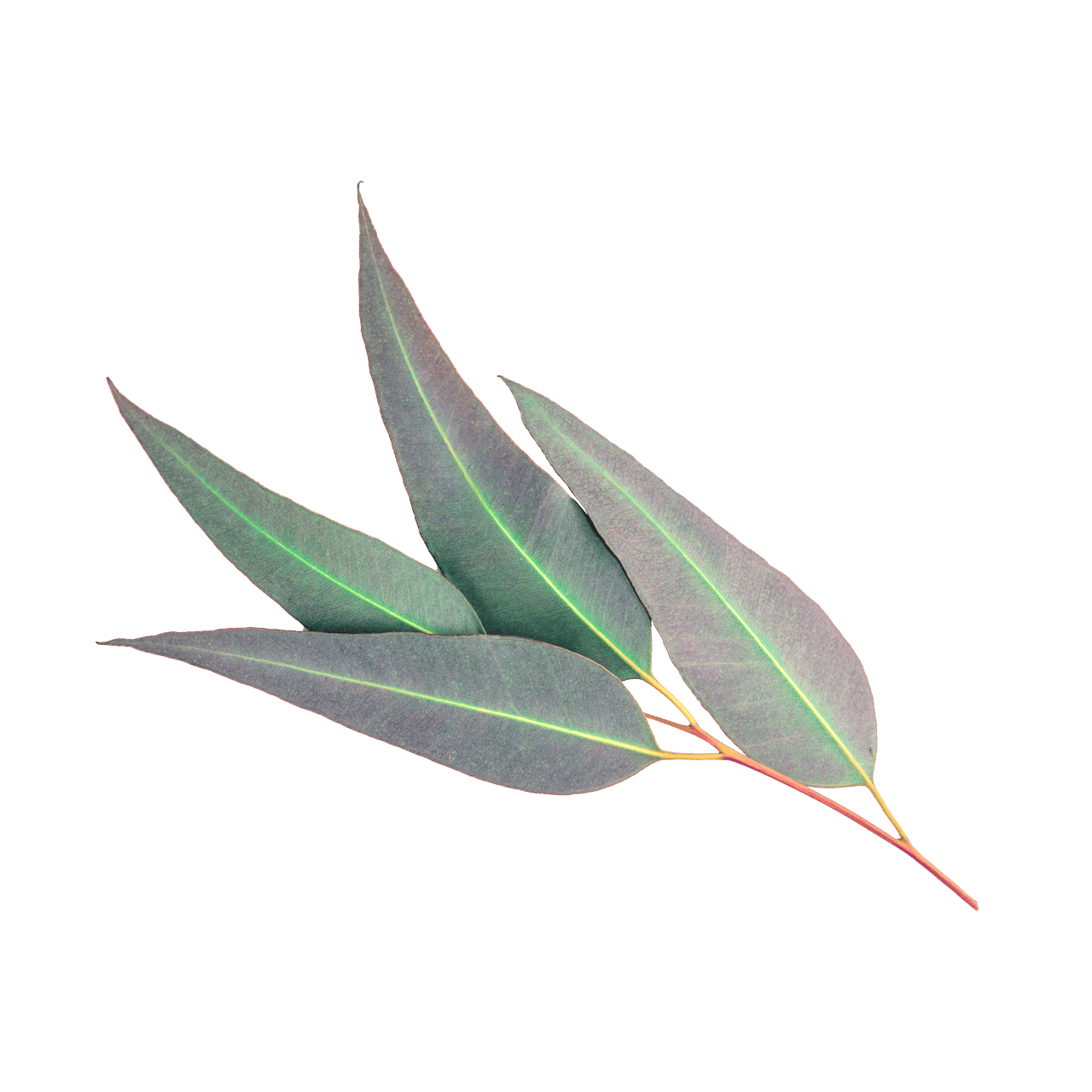 Eucalyptus