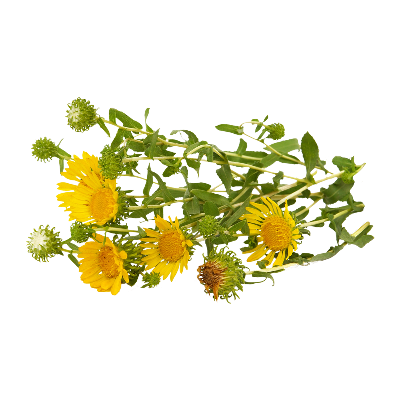 Grindelia