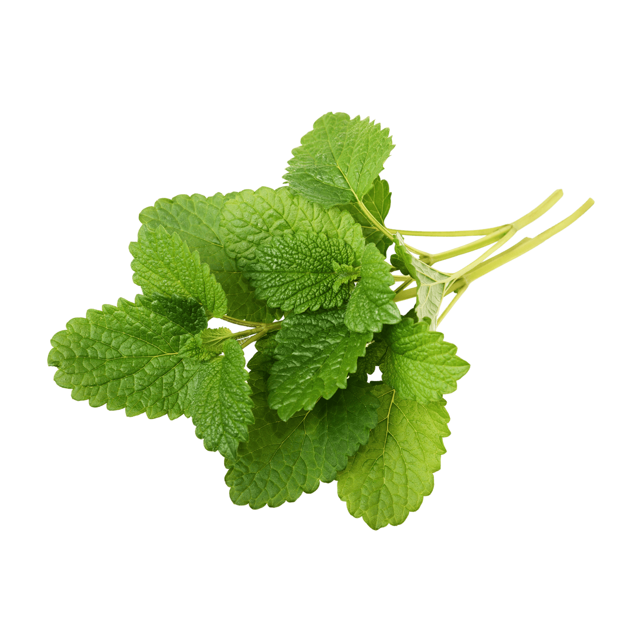 Lemon Balm