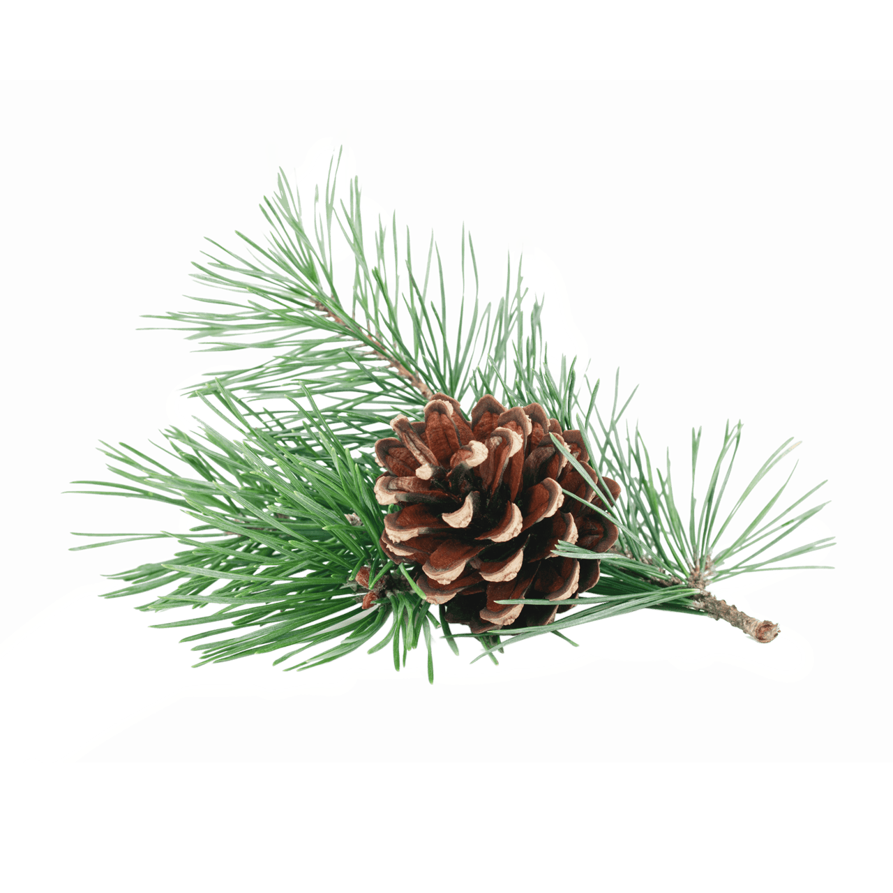 Pine Oil
