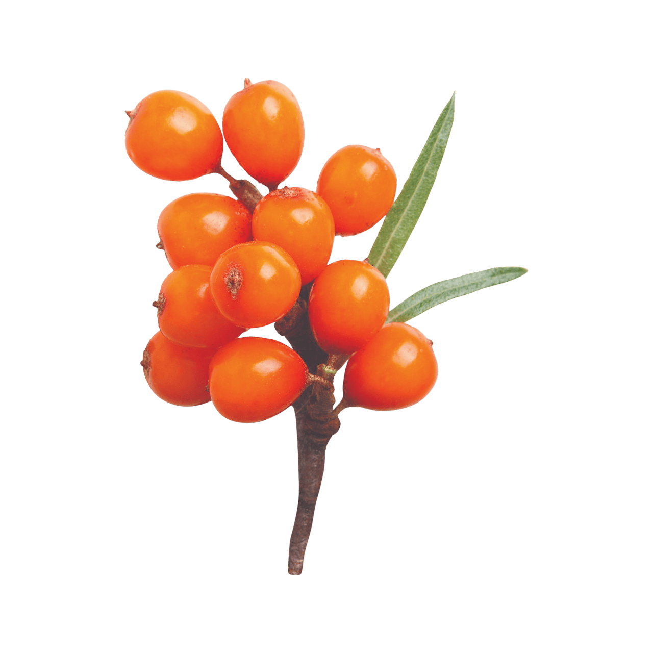 Sea Buckthorn Berries