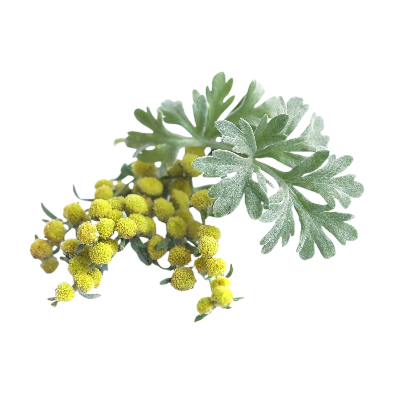 Wormwood