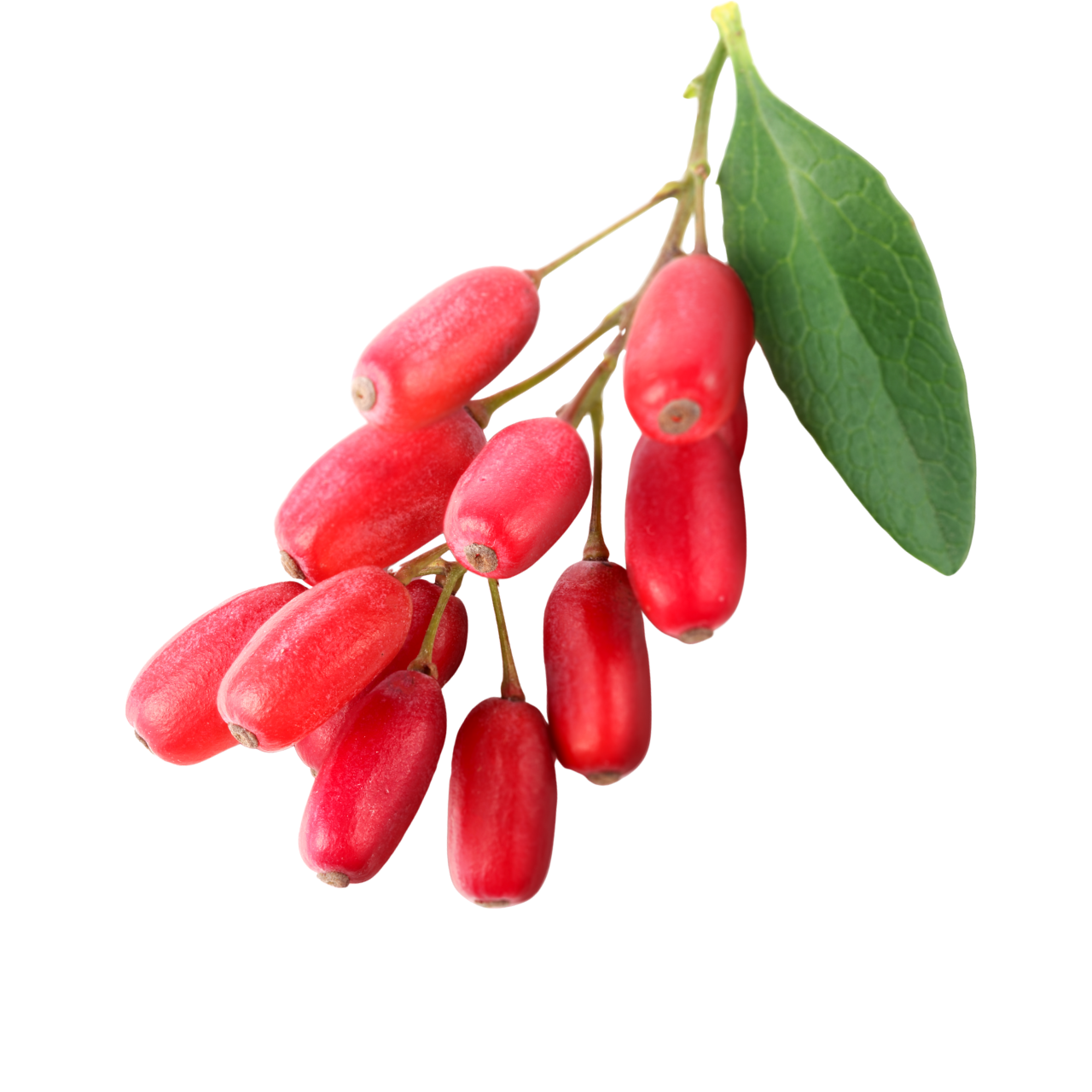 Barberry (Berberine) 