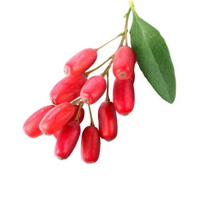 Barberry (Berberine) 