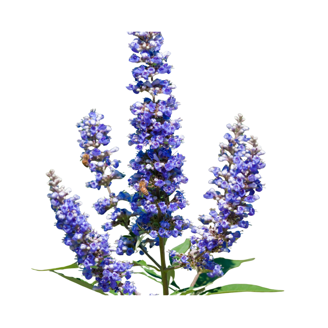 Chasteberry