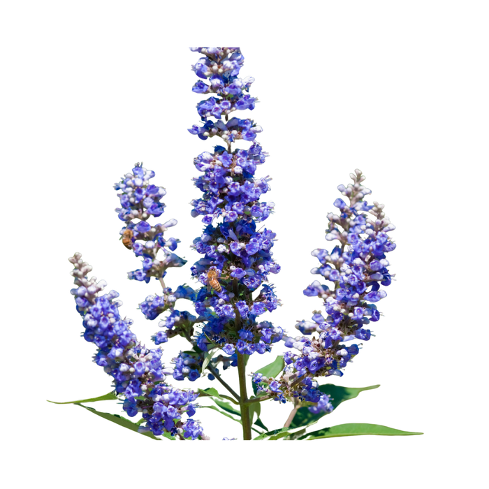 Chasteberry