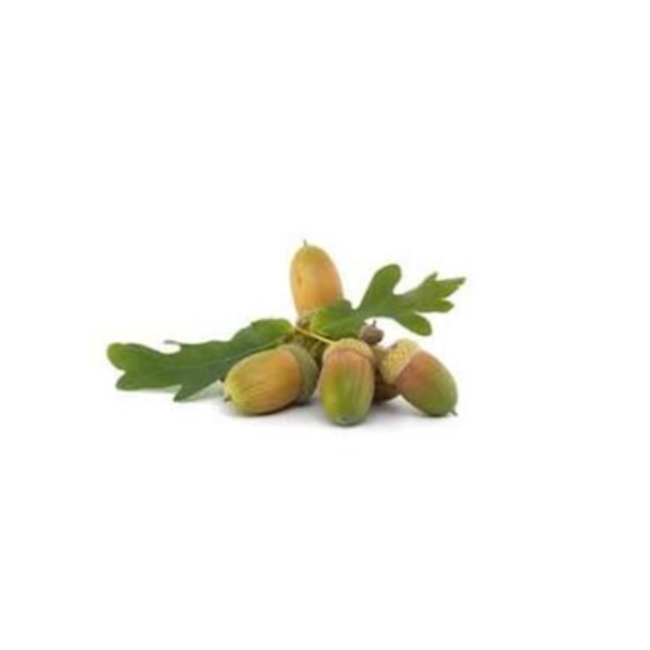 French oak wood extract (Robuvit®)
