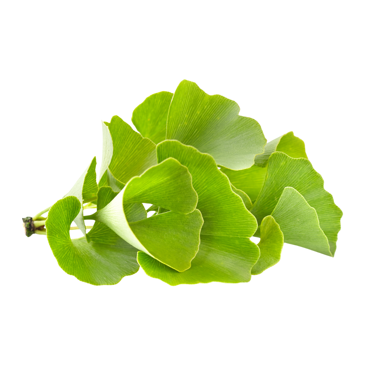 Gingko