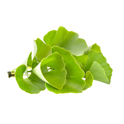 Gingko