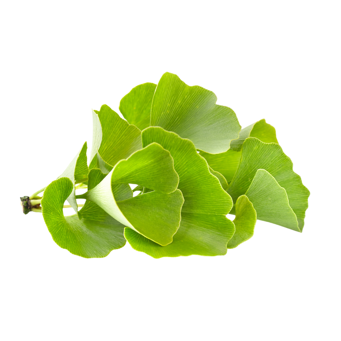 Gingko