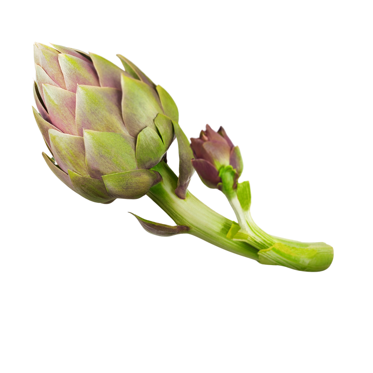 Globe Artichoke