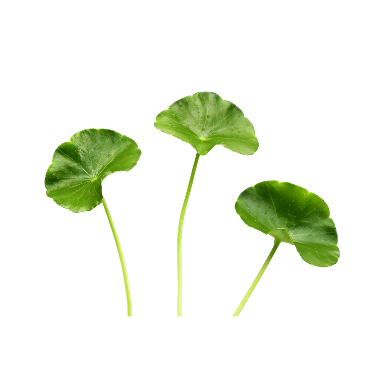 Gotu Kola