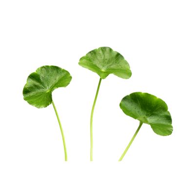 Gotu Kola