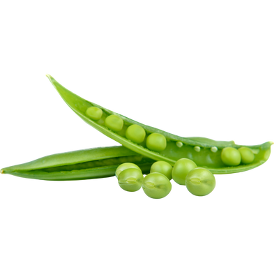 Peas sprout