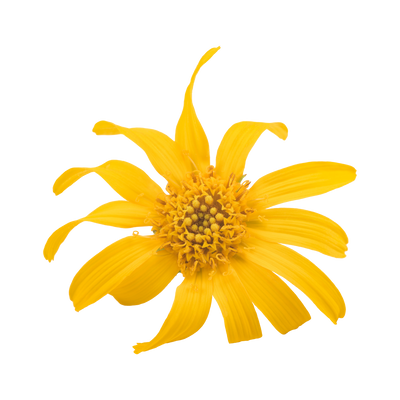 Arnica
