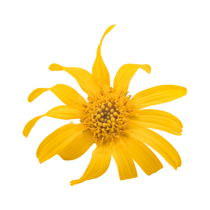 Arnica