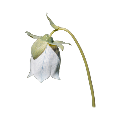 Codonopsis