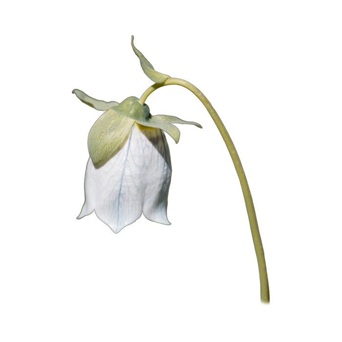 Codonopsis
