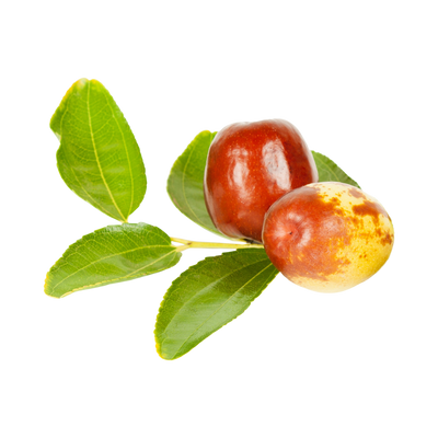 Zizyphus