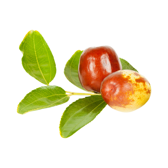 Zizyphus