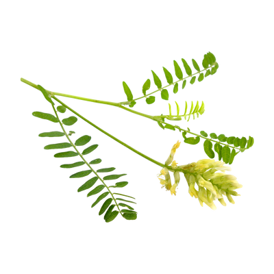 Astragalus