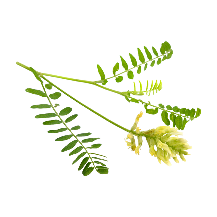 Astragalus