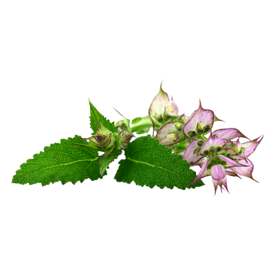 Clary Sage