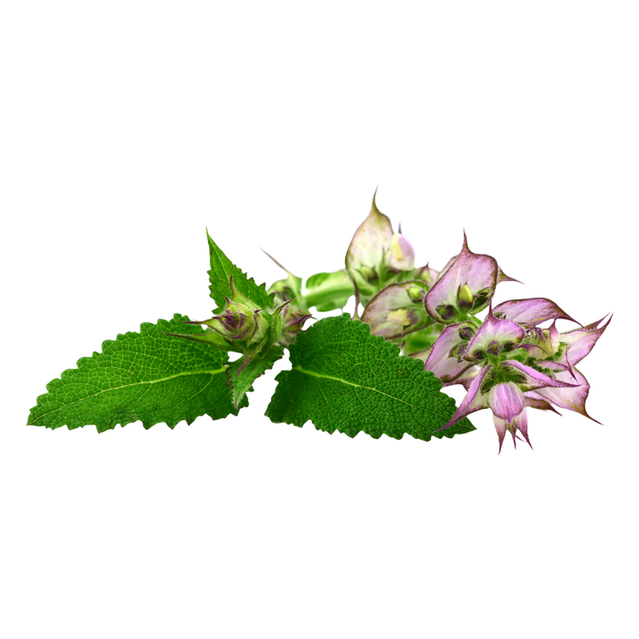 Clary Sage