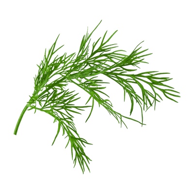 Dill
