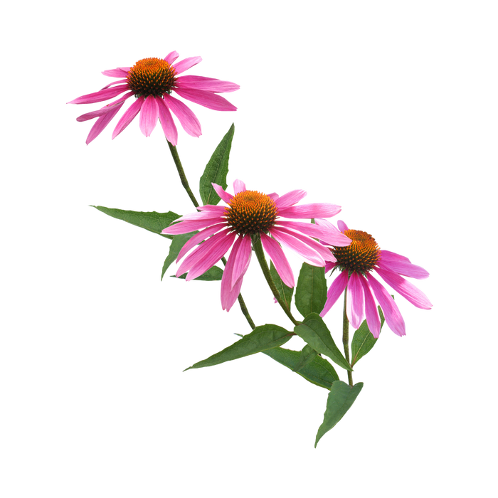 Echinacea