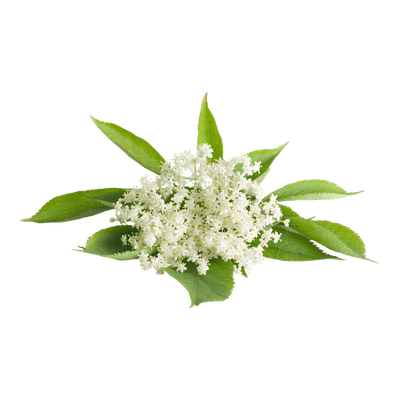 Elder Flowers