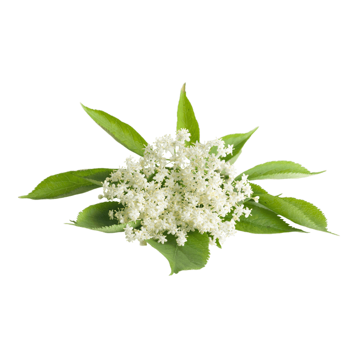 Elder Flowers