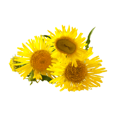 Elecampane