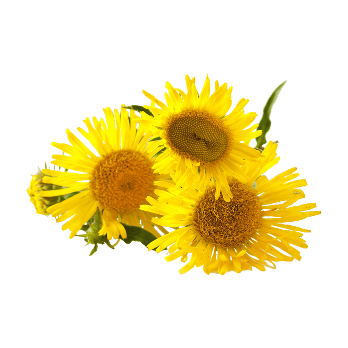 Elecampane