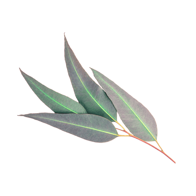 Eucalyptus