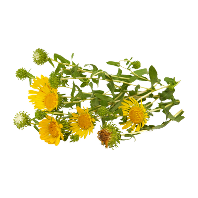 Grindelia