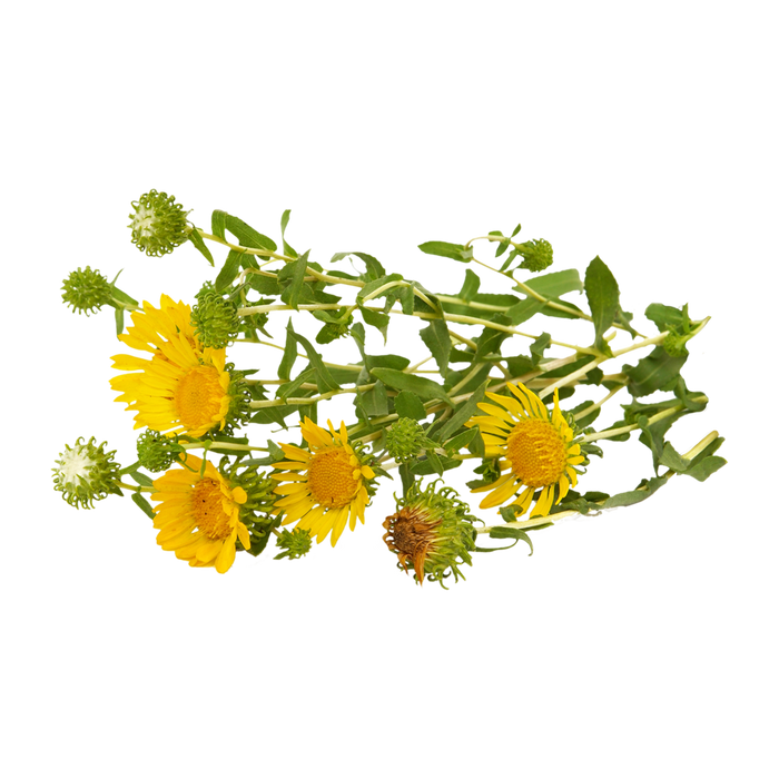 Grindelia