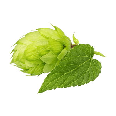 Hops