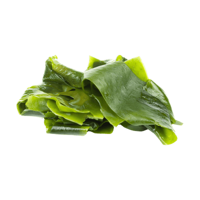 Giant Kelp