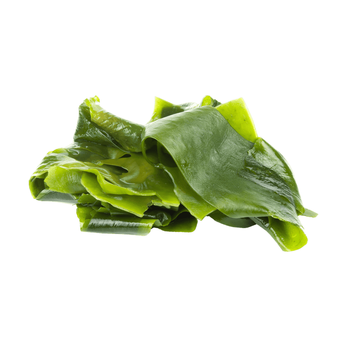 Giant Kelp