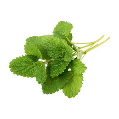 Lemon Balm