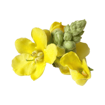 Mullein