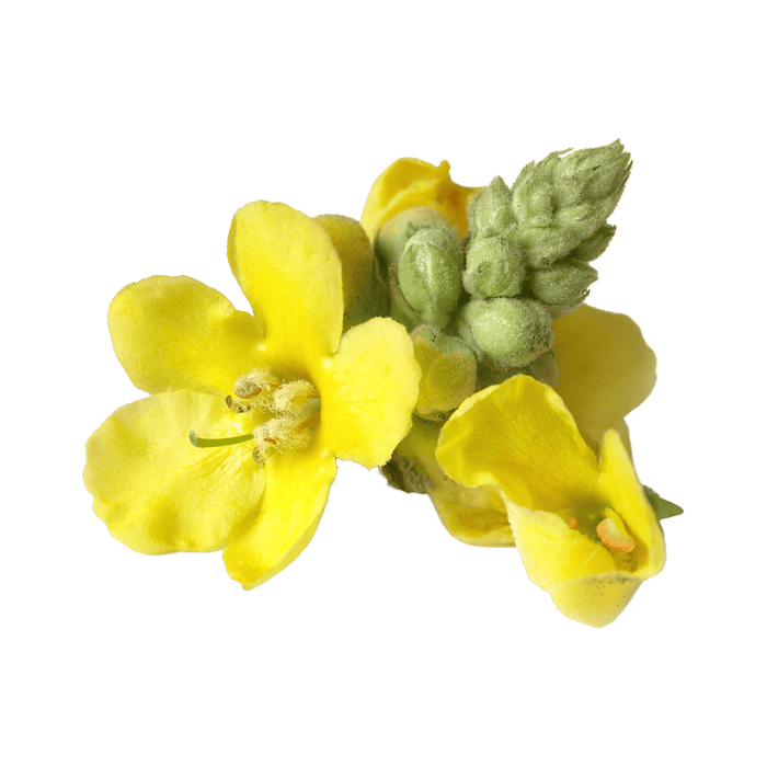 Mullein