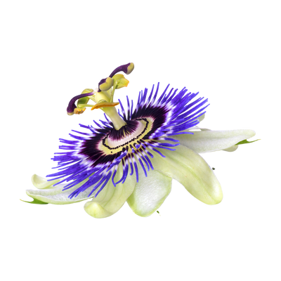 Passionflower