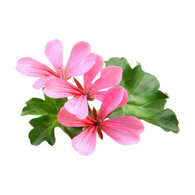 Pelargonium
