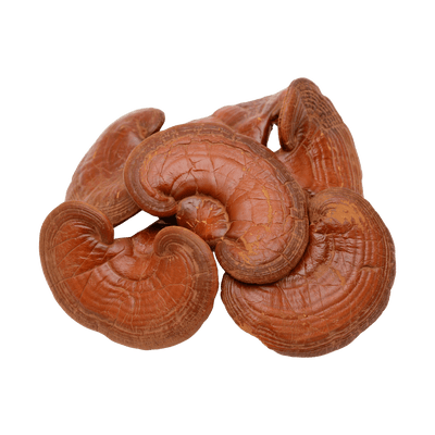 Reishi Mushroom