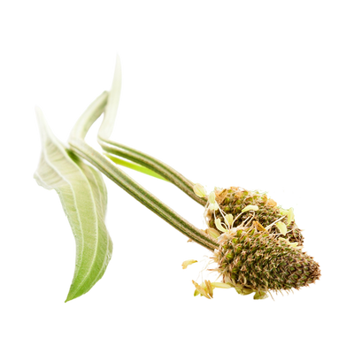 Ribwort