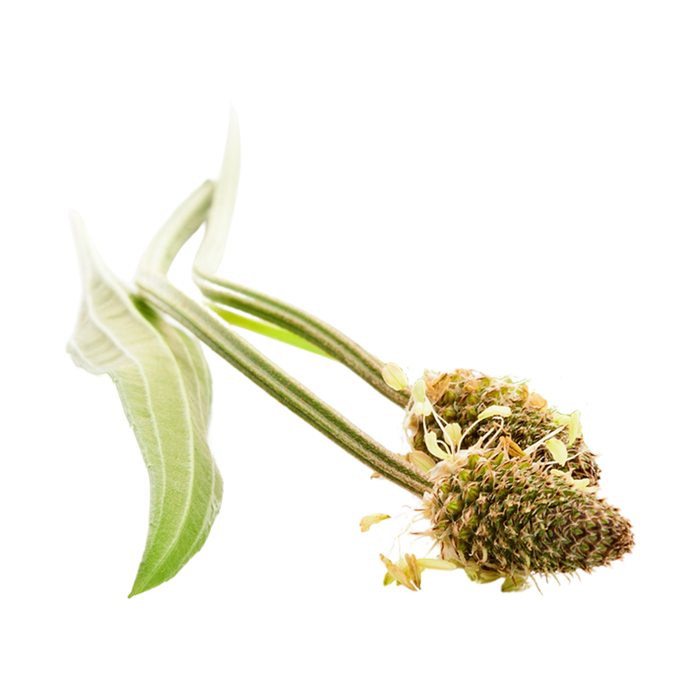 Ribwort