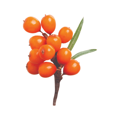 Sea Buckthorn Berries