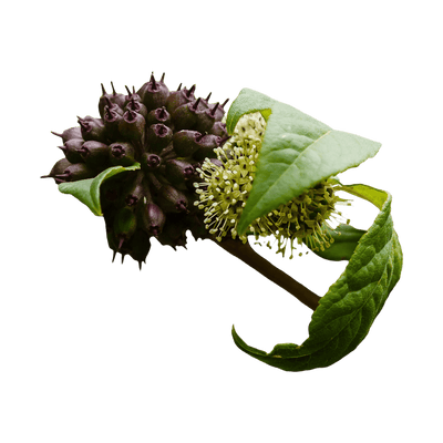 Siberian Ginseng